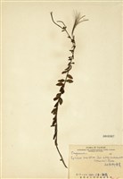 藏品(短葉柳葉菜)的圖片